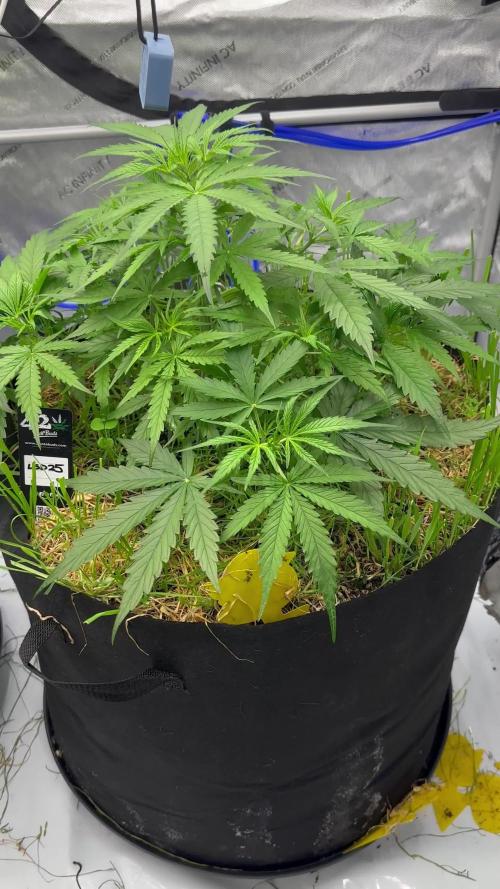 Fastbuds 3 strain Auto grow 2025