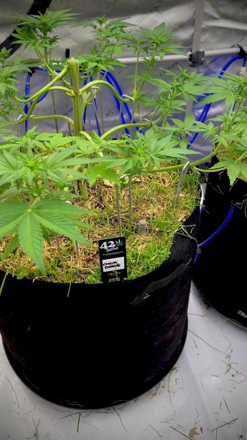 Fastbuds 3 strain Auto grow 2025