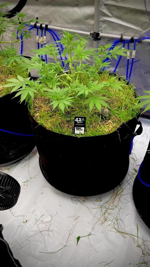 Fastbuds 3 strain Auto grow 2025