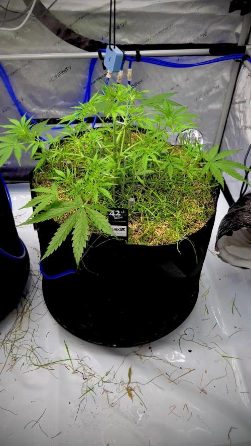 Fastbuds 3 strain Auto grow 2025