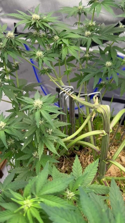 Fastbuds 3 strain Auto grow 2025