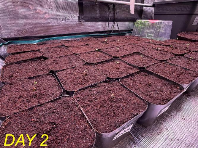 Tastemaker.hh Seedpopper Series #1. Week 1