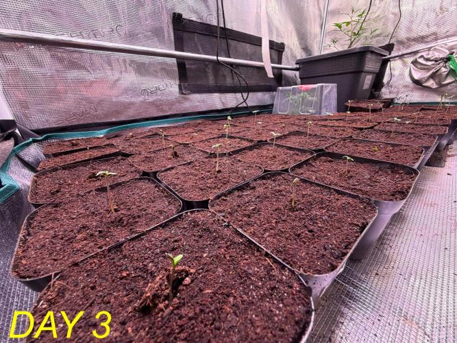 Tastemaker.hh Seedpopper Series #1. Week 1