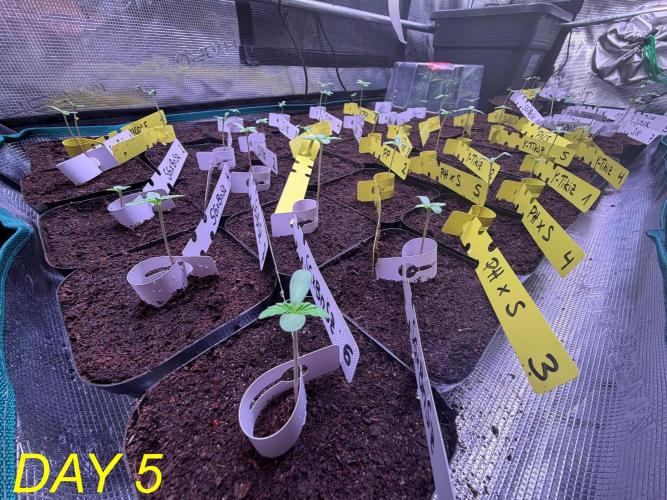 Tastemaker.hh Seedpopper Series #1. Week 1