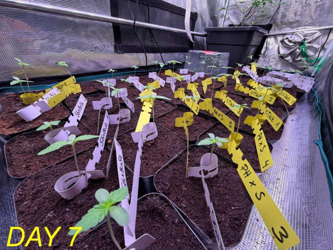 Tastemaker.hh Seedpopper Series #1. Week 1