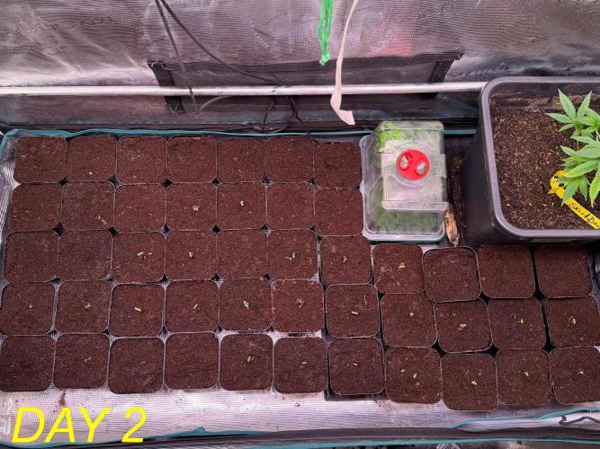 Tastemaker.hh Seedpopper Series #1. Week 1