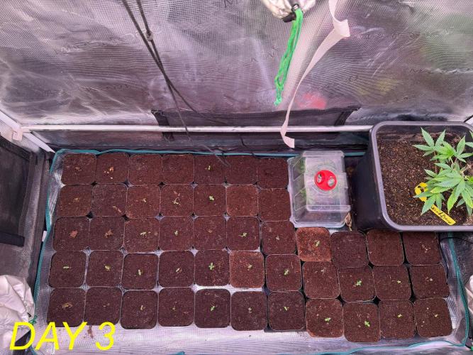 Tastemaker.hh Seedpopper Series #1. Week 1