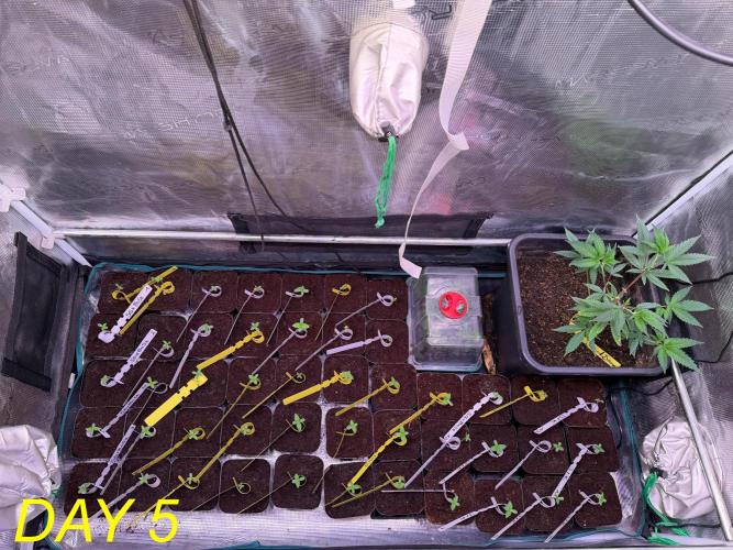 Tastemaker.hh Seedpopper Series #1. Week 1