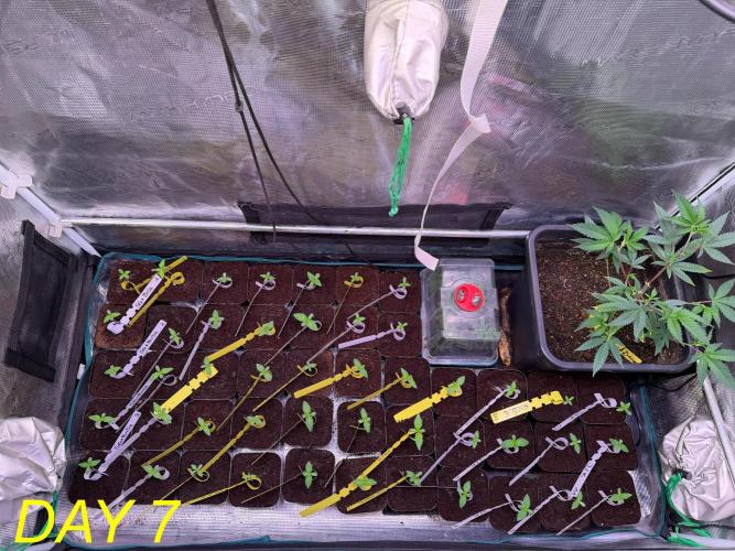 Tastemaker.hh Seedpopper Series #1. Week 1