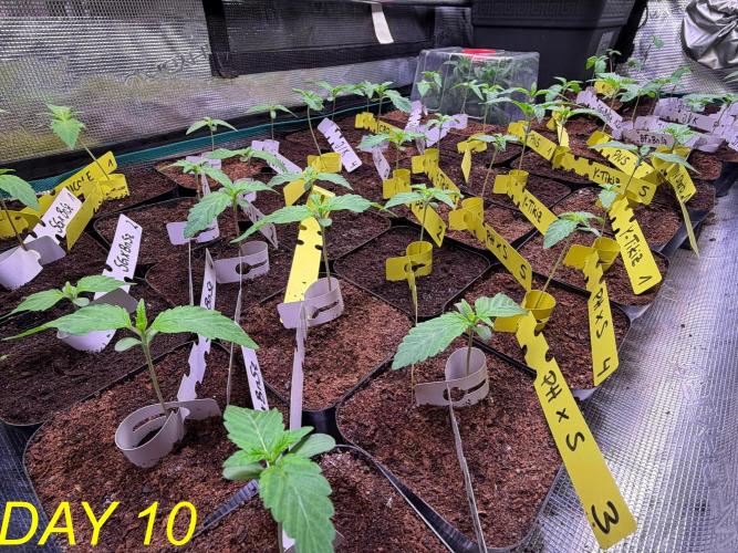 Tastemaker.hh Seedpopper Series #1. Week 2