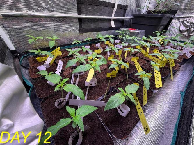 Tastemaker.hh Seedpopper Series #1. Week 2