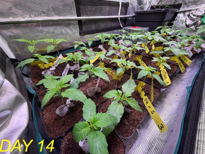 Tastemaker.hh Seedpopper Series #1. Week 2