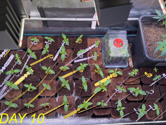 Tastemaker.hh Seedpopper Series #1. Week 2