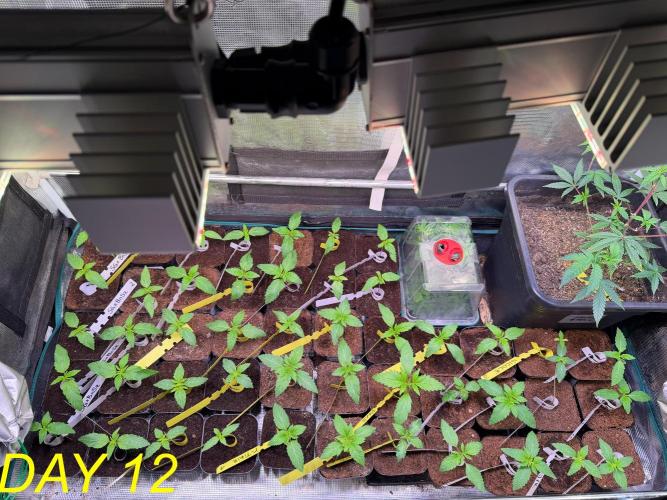 Tastemaker.hh Seedpopper Series #1. Week 2