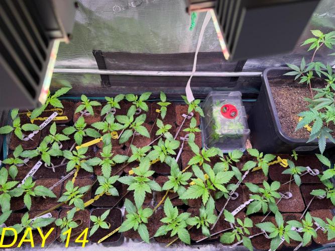 Tastemaker.hh Seedpopper Series #1. Week 2