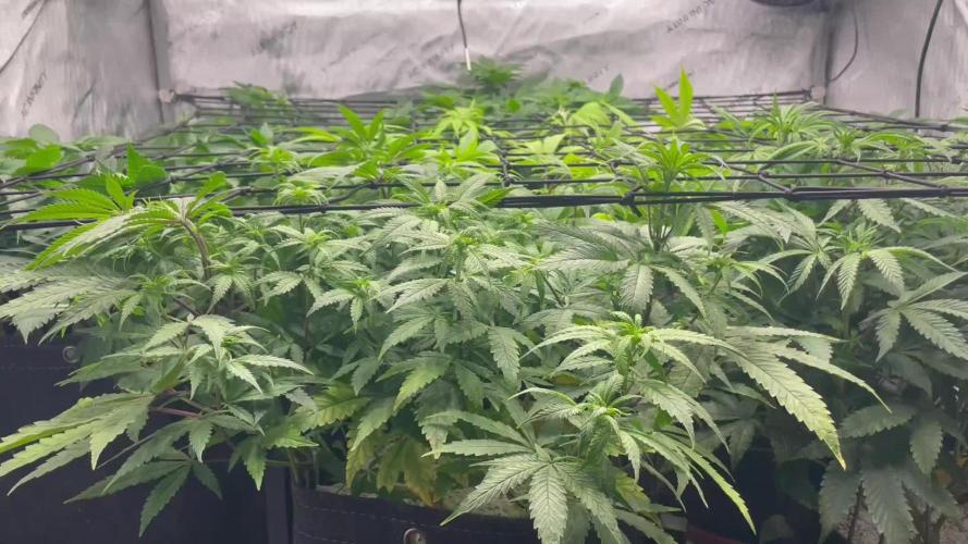 Advanced Seeds Gelato #33 with Advanced Nutrients