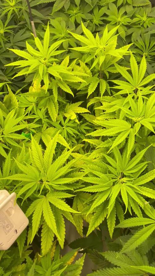 ETHOS Genetics Planet of the Grapes / Greenhouse Feeding vs Advanced Nutrients - 3 vs 5 Gallon Pots