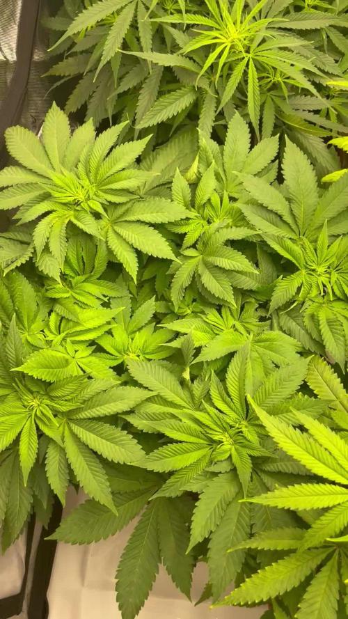 Anesia Seeds Blackberry Moonrocks / Greenhouse Feeding vs Advanced Nutrients - 3 vs 5 Gallon Pots