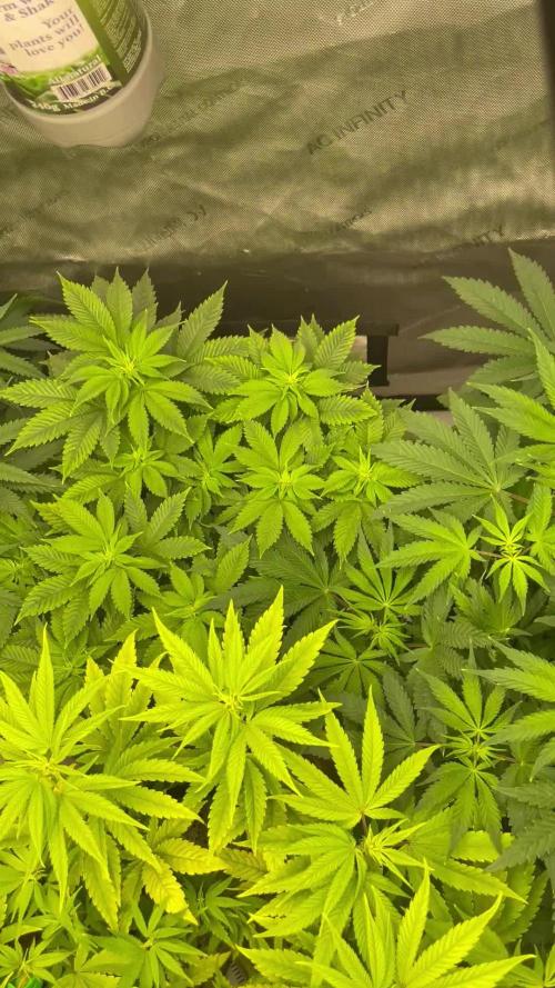 Anesia Seeds Blackberry Moonrocks / Greenhouse Feeding vs Advanced Nutrients - 3 vs 5 Gallon Pots
