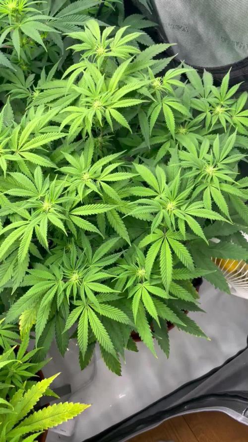 Advanced Seeds Gelato #33 with Advanced Nutrients