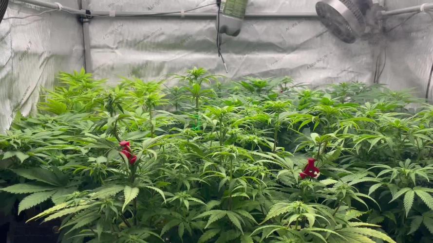Anesia Seeds Blackberry Moonrocks / Greenhouse Feeding vs Advanced Nutrients - 3 vs 5 Gallon Pots