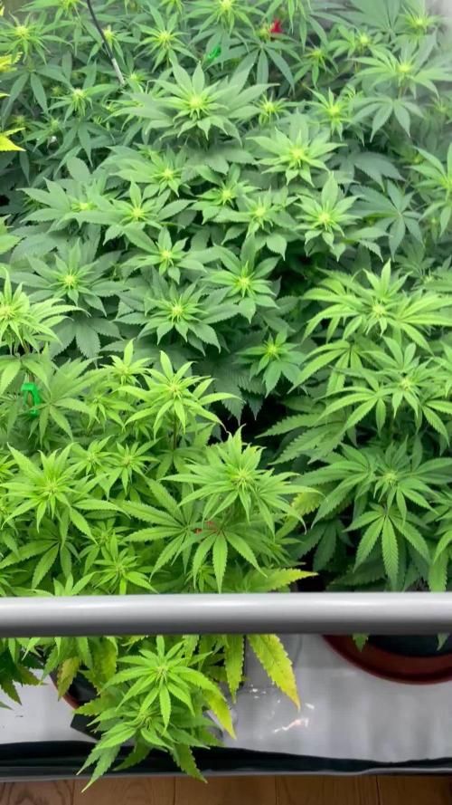 Anesia Seeds Blackberry Moonrocks / Greenhouse Feeding vs Advanced Nutrients - 3 vs 5 Gallon Pots