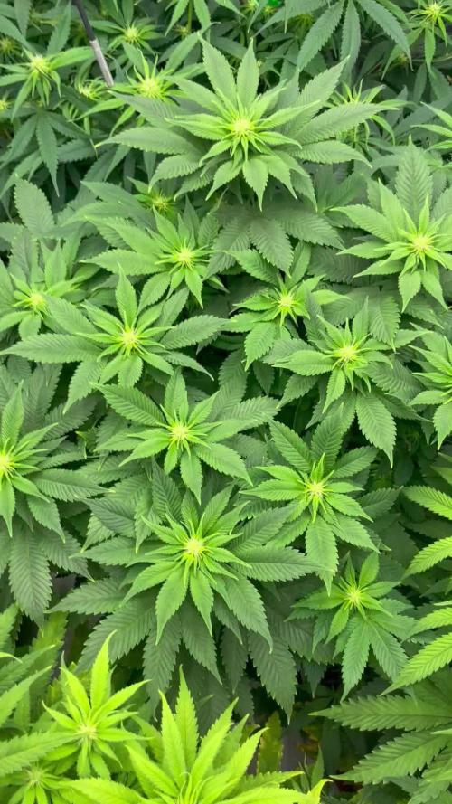 Anesia Seeds Blackberry Moonrocks / Greenhouse Feeding vs Advanced Nutrients - 3 vs 5 Gallon Pots