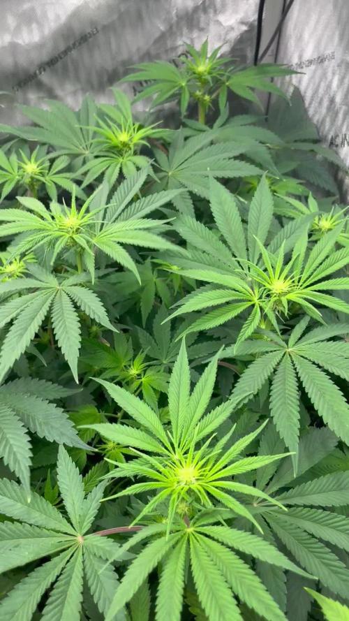 ETHOS Genetics Planet of the Grapes / Greenhouse Feeding vs Advanced Nutrients - 3 vs 5 Gallon Pots