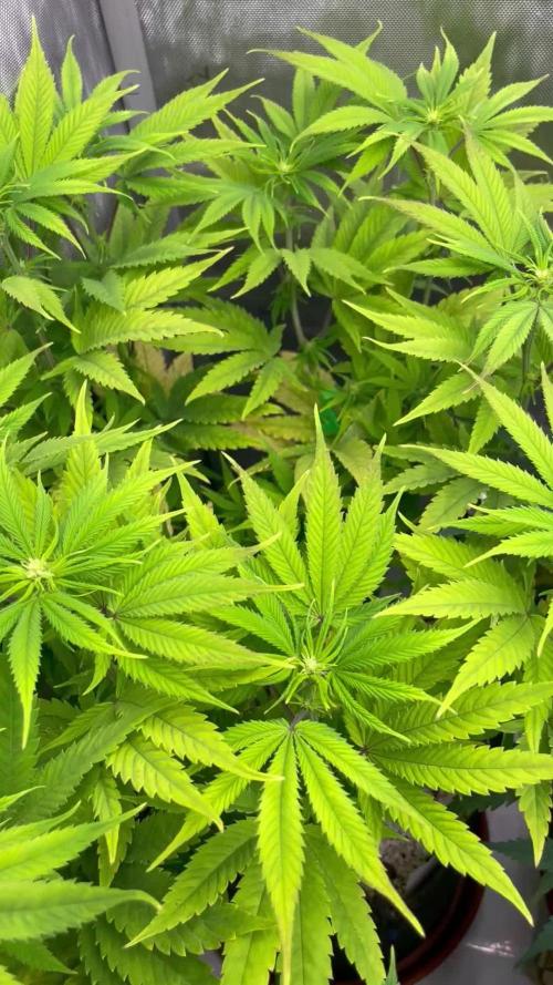 ETHOS Genetics Planet of the Grapes / Greenhouse Feeding vs Advanced Nutrients - 3 vs 5 Gallon Pots
