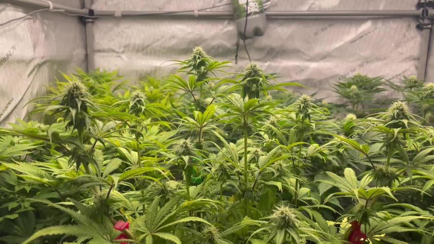 Anesia Seeds Blackberry Moonrocks / Greenhouse Feeding vs Advanced Nutrients - 3 vs 5 Gallon Pots