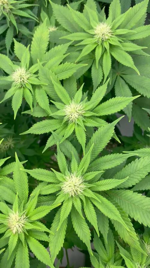 Anesia Seeds Blackberry Moonrocks / Greenhouse Feeding vs Advanced Nutrients - 3 vs 5 Gallon Pots