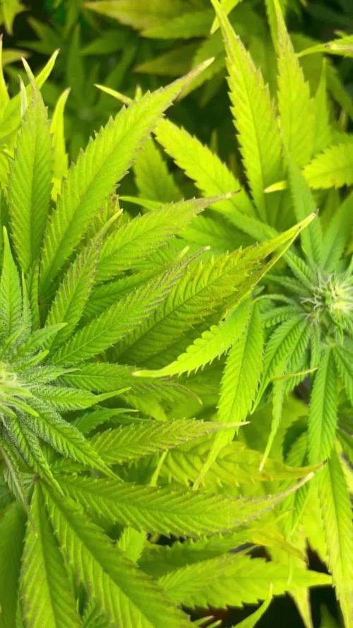 ETHOS Genetics Planet of the Grapes / Greenhouse Feeding vs Advanced Nutrients - 3 vs 5 Gallon Pots