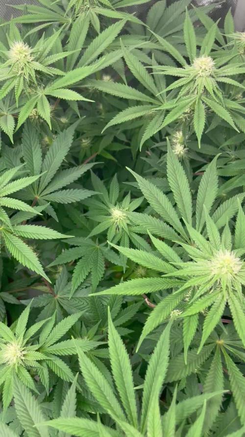 ETHOS Genetics Planet of the Grapes / Greenhouse Feeding vs Advanced Nutrients - 3 vs 5 Gallon Pots