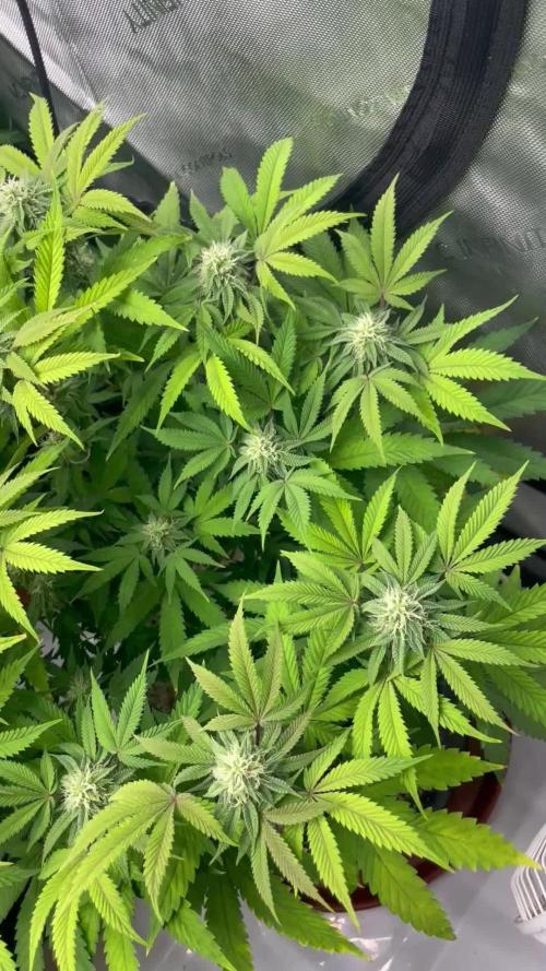 Advanced Seeds Gelato #33 with Advanced Nutrients