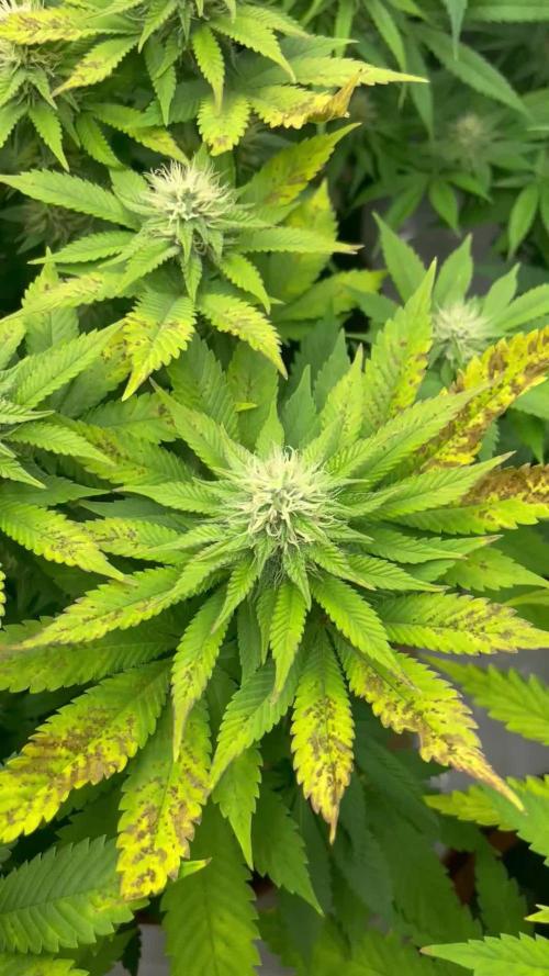 Anesia Seeds Blackberry Moonrocks / Greenhouse Feeding vs Advanced Nutrients - 3 vs 5 Gallon Pots
