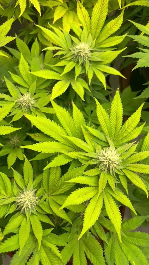 Anesia Seeds Blackberry Moonrocks / Greenhouse Feeding vs Advanced Nutrients - 3 vs 5 Gallon Pots