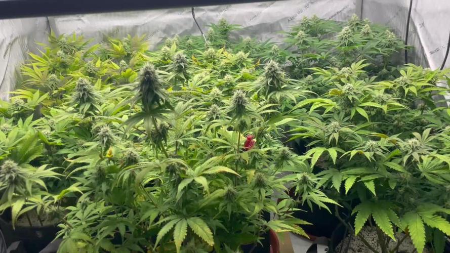 ETHOS Genetics Planet of the Grapes / Greenhouse Feeding vs Advanced Nutrients - 3 vs 5 Gallon Pots