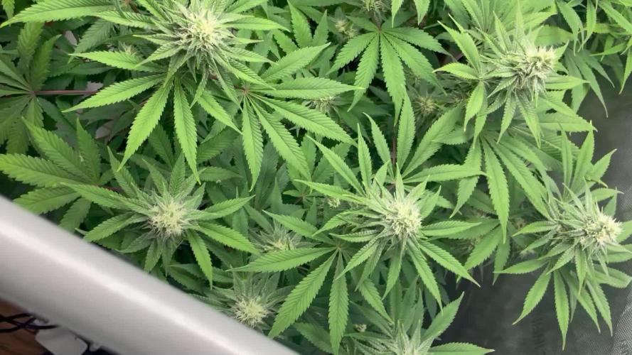 ETHOS Genetics Planet of the Grapes / Greenhouse Feeding vs Advanced Nutrients - 3 vs 5 Gallon Pots