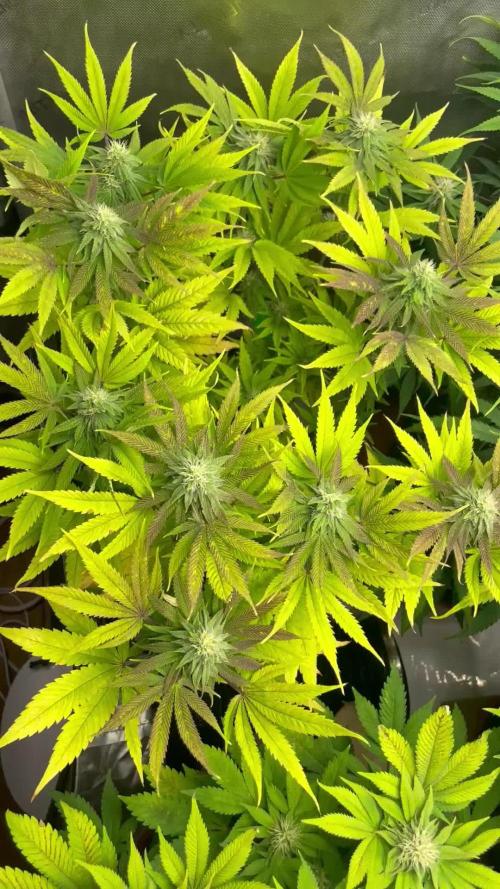 ETHOS Genetics Planet of the Grapes / Greenhouse Feeding vs Advanced Nutrients - 3 vs 5 Gallon Pots