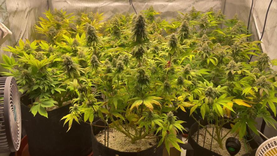 Zamnesia GG#4 with Greenhouse Feeding - Finally Growing the favorite Strain