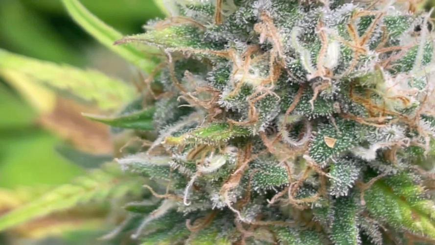 Zamnesia GG#4 with Greenhouse Feeding - Finally Growing the favorite Strain