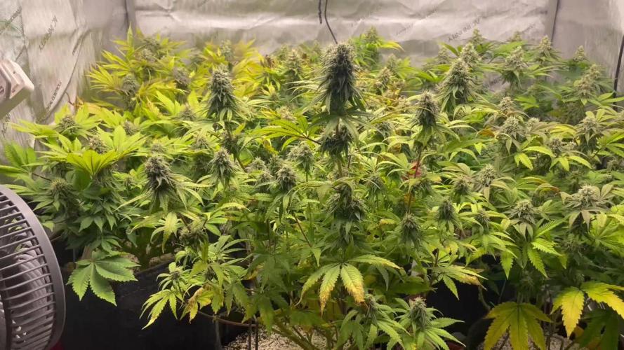 ETHOS Genetics Planet of the Grapes / Greenhouse Feeding vs Advanced Nutrients - 3 vs 5 Gallon Pots