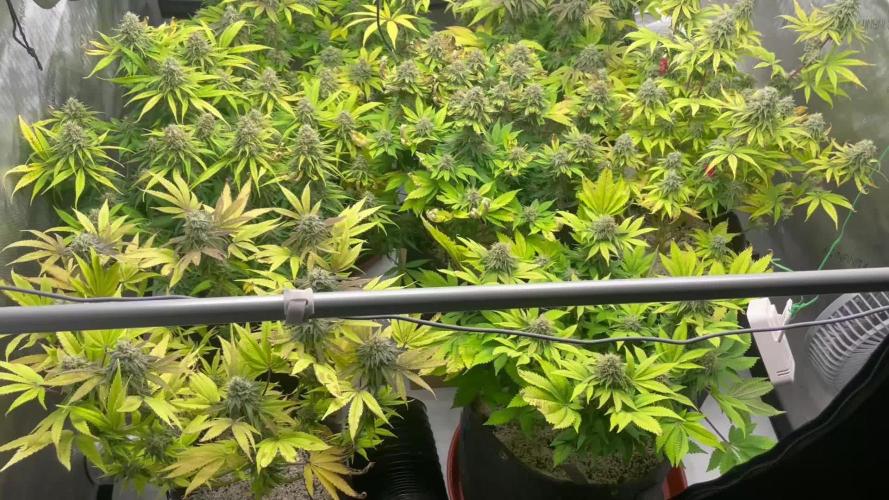 ETHOS Genetics Planet of the Grapes / Greenhouse Feeding vs Advanced Nutrients - 3 vs 5 Gallon Pots