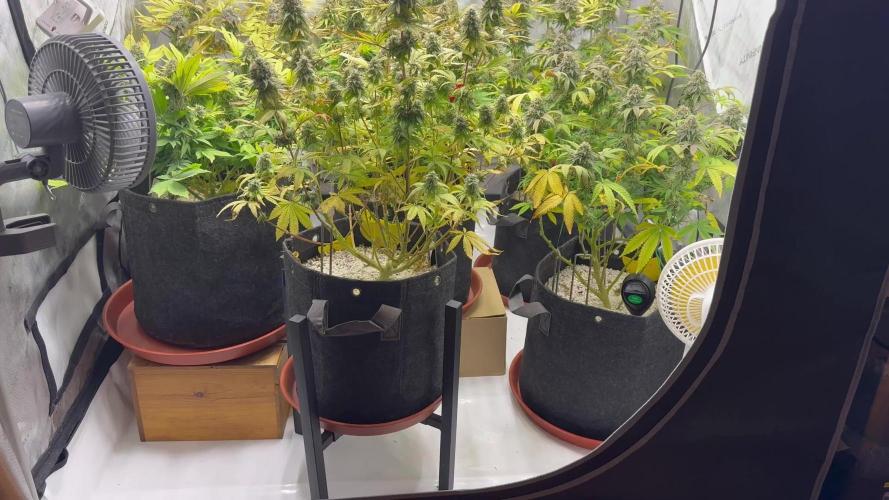 Zamnesia GG#4 with Greenhouse Feeding - Finally Growing the favorite Strain