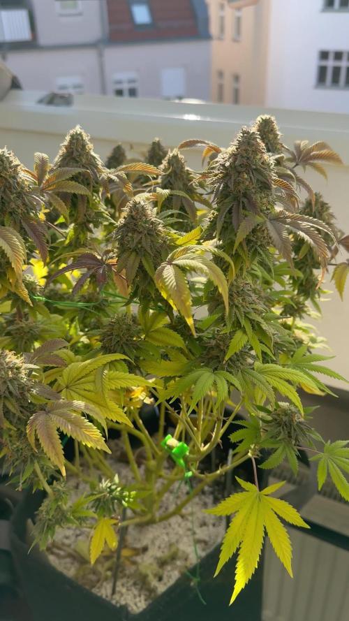 Advanced Seeds Gelato #33 with Advanced Nutrients