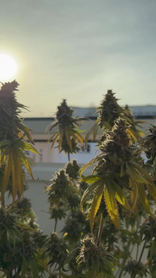 ETHOS Genetics Planet of the Grapes / Greenhouse Feeding vs Advanced Nutrients - 3 vs 5 Gallon Pots