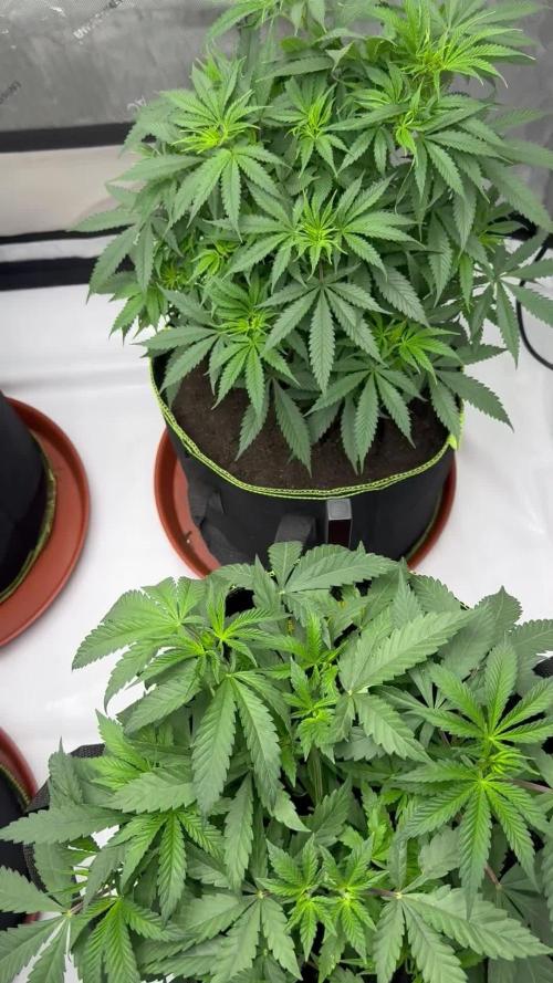 Multiple Breeders Indoor x Outdoor Mix