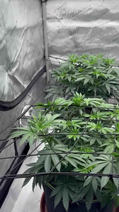 Multiple Breeders Indoor x Outdoor Mix