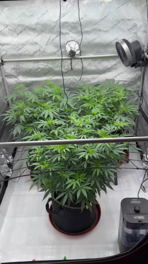 Multiple Breeders Indoor x Outdoor Mix