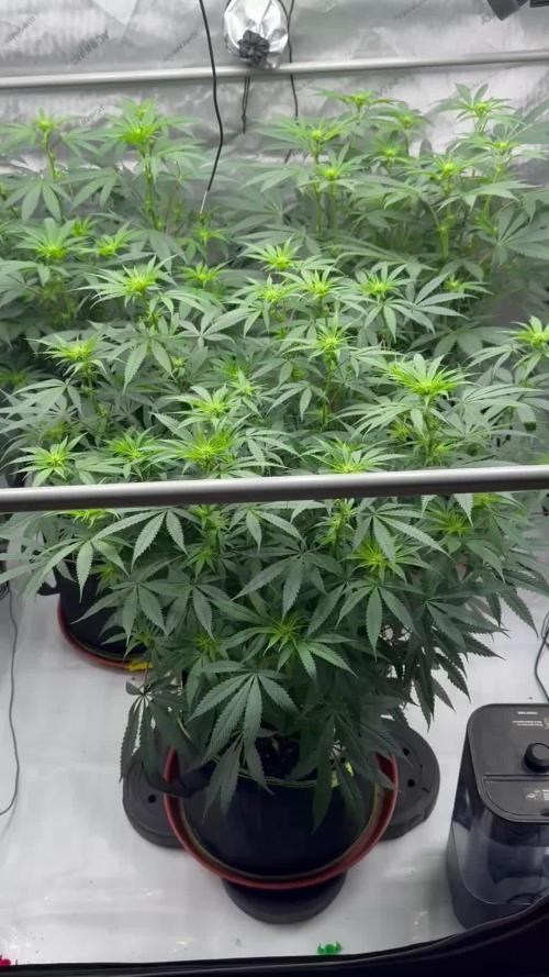 Multiple Breeders Indoor x Outdoor Mix